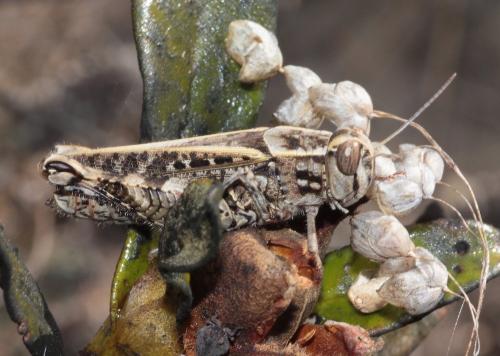 Calliptamus sp.